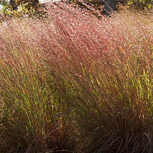 littlebluestem300x300 "Blue Heaven" (TM) little bluestem (Schizachyrium scoparium)ornamental grass selected and released by the University of Minnesota, Photographed in SIlverwood Park, St. Anthony, MN. The ornamental grass was released by the U of MN, Agricultural Experiment Station in 2006. Seed collected in Benton County. The selection is tall, 45-55", about 12" higher than average Minnesota little bluestem. Clumps are 30-36" wide, very upright and resistant to lodging. Foliage color is medium to dark blue and burgundy in summer, brighter burgundy and red to pink in the fall. Unique characteristics are its tall, upright form and summer and fall foliage color. "Using Native and Ornamental Grasses In the Landscape," Minnesota Agricultural Experiment Station project #21-030, principal investigator: Mary H. Meyer.