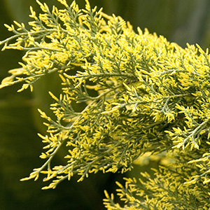 seaofgold300x300