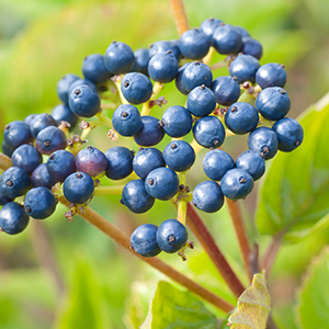Viburnum dentatum var. scrabellum Viburnum dentatum var. scrabellum