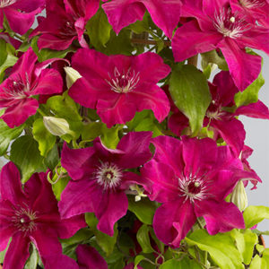 boulevard-daiyu-clematis400x400 boulevard-daiyu-clematis400x400