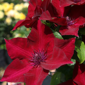 boulevard-nubia-clematis400x400 boulevard-nubia-clematis400x400