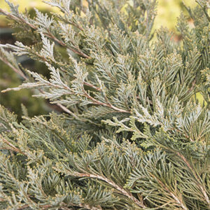 burly-blue-juniper-close-up400x400 burly-blue-juniper-close-up400x400