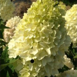 candyapplehydrangea400x400 candyapplehydrangea400x400