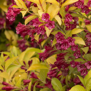 golden-jackpot-weigela-close-up400x400 golden-jackpot-weigela-close-up400x400