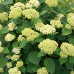 hydrangeabarharbor400x400 hydrangeabarharbor400x400