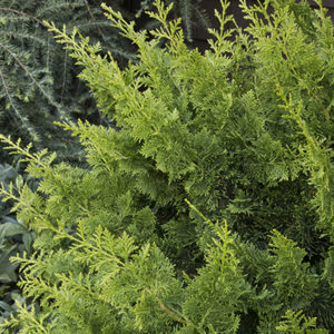jade-wave-fernspray-false-cypress400x400 jade-wave-fernspray-false-cypress400x400