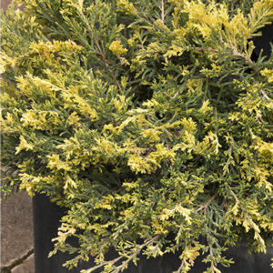 jazzy-jewel-andorra-juniper400x400 jazzy-jewel-andorra-juniper400x400