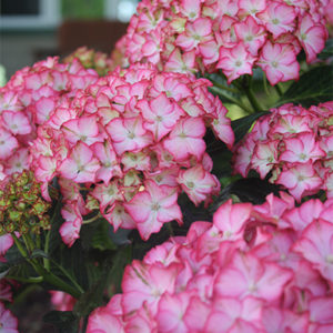 seaside-serenade-fire-island-hydrangea400x400 seaside-serenade-fire-island-hydrangea400x400