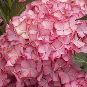 seaside-serenade-hamptons-hydrangea-close-up400x400 seaside-serenade-hamptons-hydrangea-close-up400x400