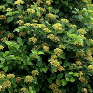 sparkler-arrowwood-viburnum400x400 sparkler-arrowwood-viburnum400x400