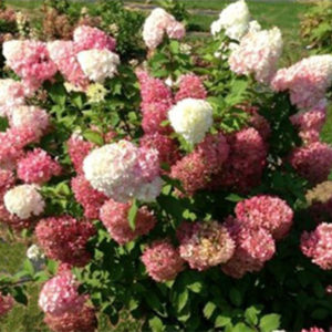 strawberryshakehydrangea400x400 strawberryshakehydrangea400x400