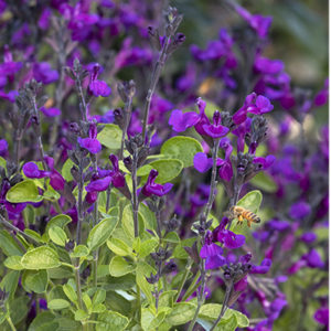 vibe-ignition-purple-salvia-medium-close-up400x400 vibe-ignition-purple-salvia-medium-close-up400x400