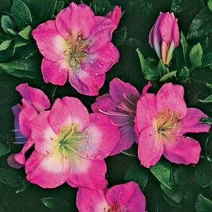 In Bloom: Now's the Time to Buy these Azaleas