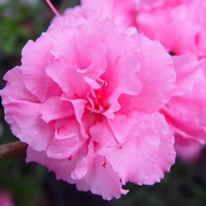 Red Ruffles Azalea, Azalea x 'Red Ruffles' (Rutherfordiana hybrid)