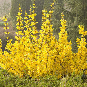 Magical® Gold Forsythia