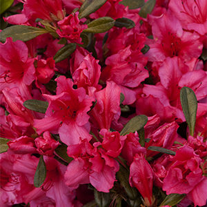 Red Ruffles Azalea, Azalea x 'Red Ruffles' (Rutherfordiana hybrid)