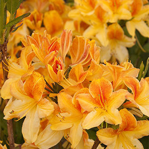 Golden Flare Azalea