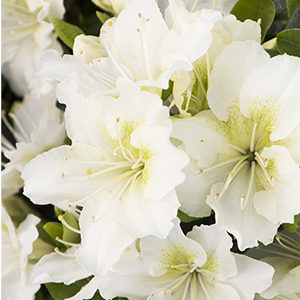 Kimono™ May Snow Azalea