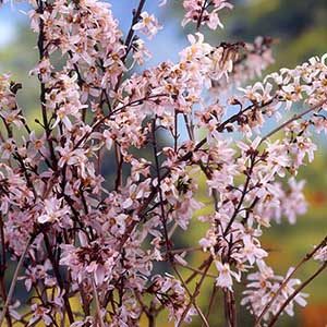 Pink Forsythia