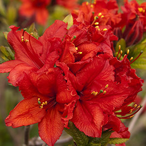 Red Sunset Azalea