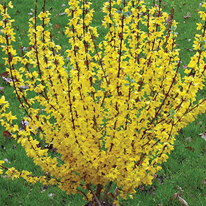 Show Off® Forsythia