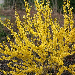 Show Off® Starlet Forsythia