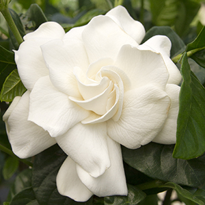 3767-first-love-gardenia-close-up 3767-first-love-gardenia-close-up