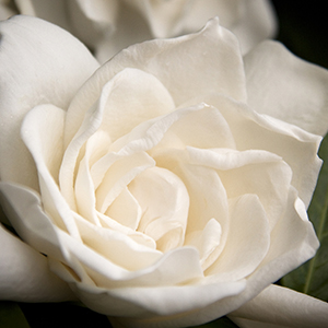 3781-everblooming-gardenia-grafted-extreme-close-up 3781-everblooming-gardenia-grafted-extreme-close-up