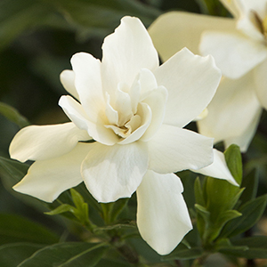 4409-frostproof-gardenia-close-up-300x300 4409-frostproof-gardenia-close-up-300x300