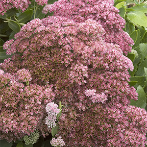 Autumn Joy300x300 Autumn Joy300x300