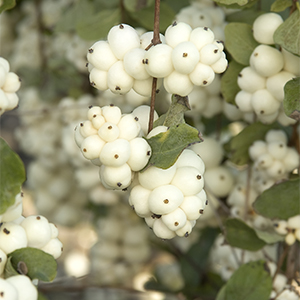Bright Fantasy Snowberry300x300 Bright Fantasy Snowberry300x300