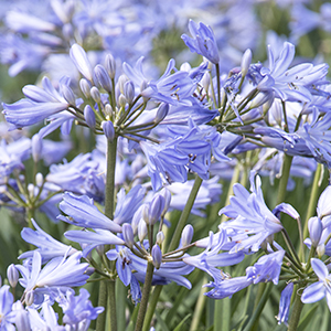 agapanthus300x300 agapanthus300x300