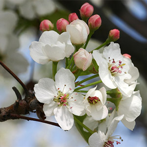 beachplumcloseup300x300 beachplumcloseup300x300