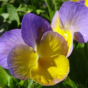 bicoloredviola bicoloredviola