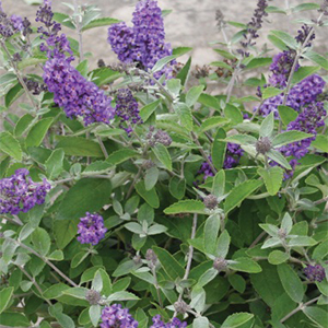 buddleia300x300 buddleia300x300