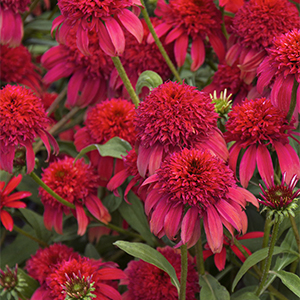 doublescoopconeflower300x300 doublescoopconeflower300x300