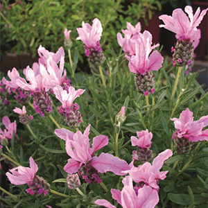 lovelavender300x300 lovelavender300x300