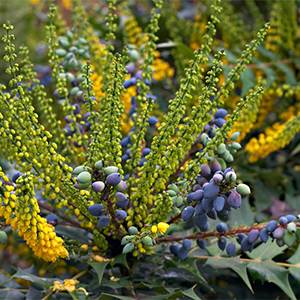 mahonia300x300 mahonia300x300