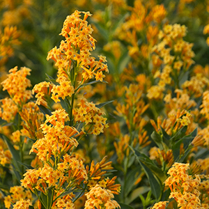 orangejessamine orangejessamine