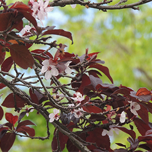 Purple Sandcherry blossoms Reddish purple leaves and pale pink blossoms of a Purpleleaf Sand Cherry Tree - Prunus x cistena