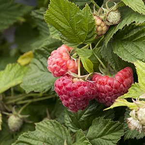 raspberry300x300 raspberry300x300