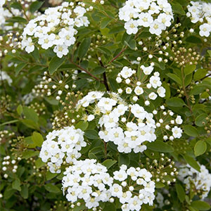 renaissancespirea300x300 Renaissance Spiraea, Spiraea x vanhouttei 'Renaissance', flowering branch, at Visalia CA USA, at Monrovia Nursery Co.
