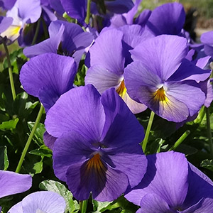 solidpurpleviola solidpurpleviola