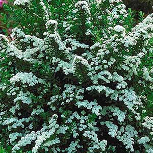 spirea300x300 spirea300x300