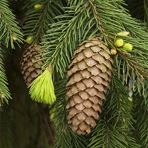 weeping norway spruce300x300 weeping norway spruce300x300