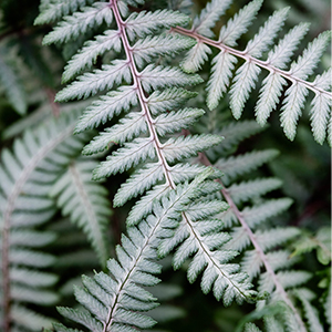 Athyrium niponicum 'Branford Beauty' Athyrium niponicum 'Branford Beauty'