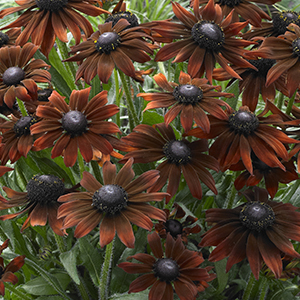 Rudbeckia Summerina Brown Rudbeckia Summerina Brown