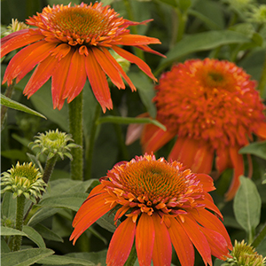 MandarinConeFlower300x300 MandarinConeFlower300x300