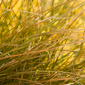 Orange New Zealand Sedge 300x300 Orange New Zealand Sedge 300x300