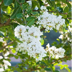 Acoma Crape Myrtle, Lagerstroemia hybrid at Visalia CA USA, at M Acoma Crape Myrtle, Lagerstroemia hybrid at Visalia CA USA, at Monrovia Nursery Co.